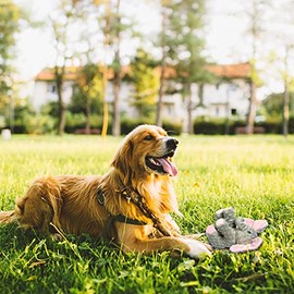 DODODOLA Juguetes para perros, juguetes para cachorros, lindo juguete de perro elefante chirriante con papel crujiente, animal de peluche relleno...  