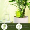 Scheurich Nelly Water Dispenser, 2 x Green, 110 ml Capacity,
