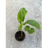 Passion Fruit Plant With Pot Live Plant Ready To Plant