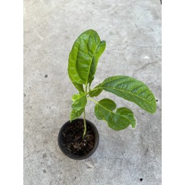 Passion Fruit Plant With Pot Live Plant Ready To Plant