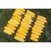 24 ears corn--squirrels animals and crafts new crop--IOWA CORN