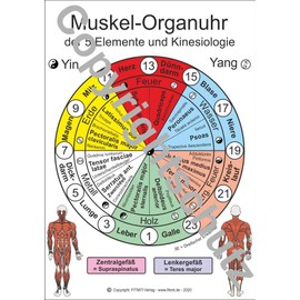 Muskel-Organuhr - der 5 Elemente und Kinesiologie: Lehrkarte A4 (Lehrtafeln / Übersichtskarten)