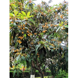 TomorrowSeeds - Loquat Tree Seeds - 30+ Count - for 2025 Planting Eriobotrya Japonica Chinese Pipa Japanese Biwa Bibasse Plum Nispero Asian Fruit Perennial Trees Perennial Grow Your Own Home Farm