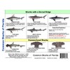Florida Saltwater Fish Identification Card Set - 3 Doublesided Waterproof