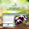 Outsidepride Purple & White Bicolor Beaconsfield Viola Pansy Seeds for
