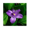 Expandable Fence Simulation Plant Fence Screen for Outdoor Balcony Wall
