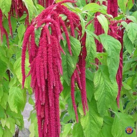 1000 Love Lies Bleedin Amaranth Seeds for Planting Heirloom Non GMO 1 gram of Seeds Garden Vegetable Bulk Survival Amaranthus
