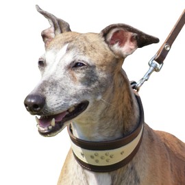 Dingo Soft Leather Collar for Whippet and Gun Dog Breeds Designed Handmade 12401