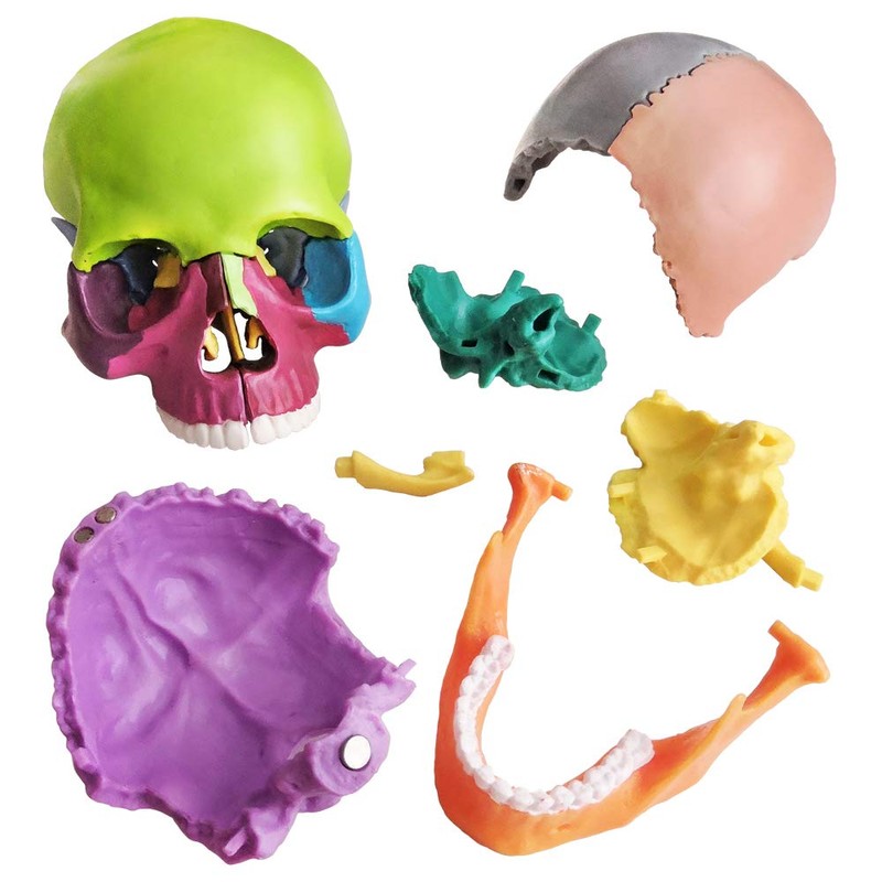 New Anatomy Skull Model 15 Parts Human Anatomy Exploded Skull