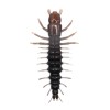 NIKKO Hellgrammites - 4.25" - Mudbug