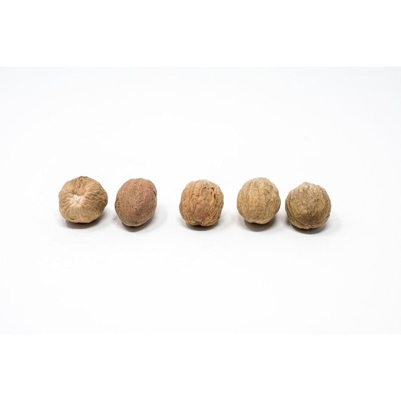 Whole Nutmeg by Slofoodgroup (Grown in Sri Lanka ) (2
