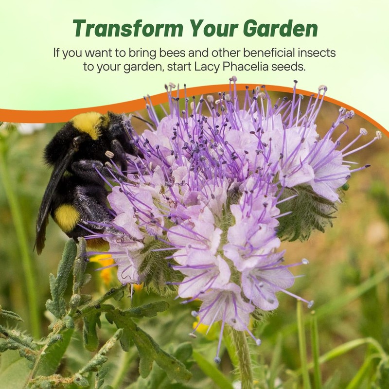 Outsidepride Lacy Phacelia Seeds for Planting - 5000 Pcs Annual,