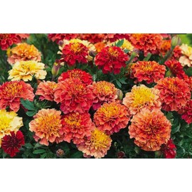 100PCS French Marigold Strawberry Blonde Seeds Tagetes Patula Heirloom Flower Seeds Home Garden