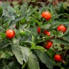 Semillas de Ashwagandha Gaea's Blessing – Relíquia sin OMG, frescas