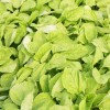 Mai's Family Green Amaranth - White Leaf seeds, Open pollinated,
