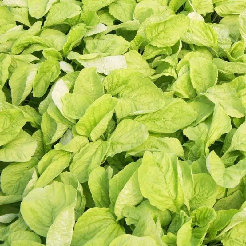 Mai's Family Green Amaranth - White Leaf seeds, Open pollinated,