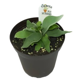 Generic French Staghorn Fern - Platycerium veitchii 'Lemoinei' - 4"" Pot, Green