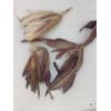Real Natural Dried Mini Indian Corn Husk, 24 husks, 5-8