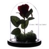 Somush Glass Cloche Bell Jar Display Dome with Black Wooden