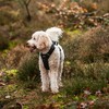 Mikki Doodles Harness for Dogs, Puppies, Adjustable, Quick Release Buckles,