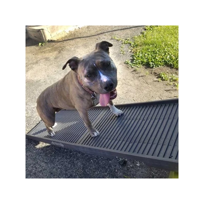 PetStep Original Folding Pet Ramp - Khaki