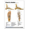 Hand and Foot Support Card Chart with Clip Board Set