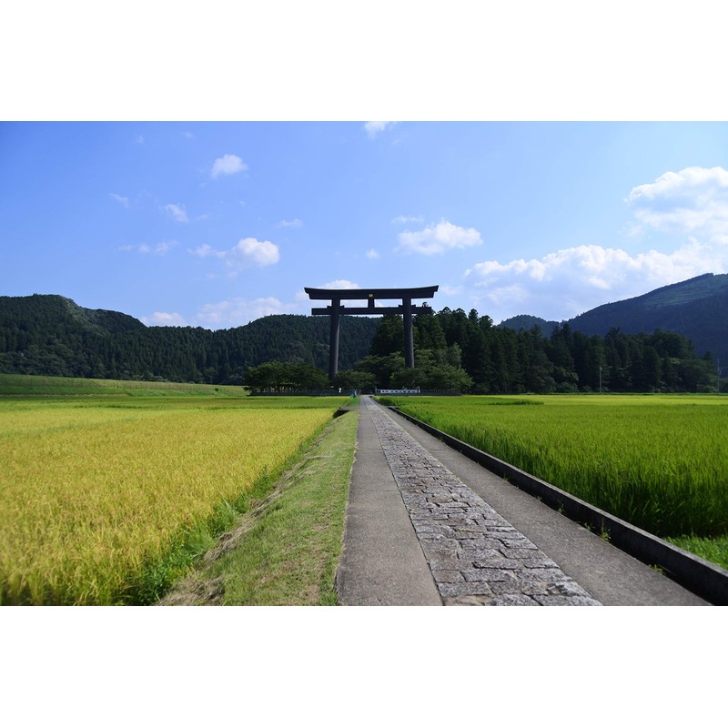 Saito Twine Grass Trimming Cord Gleam Cutter 166.3 ft (50