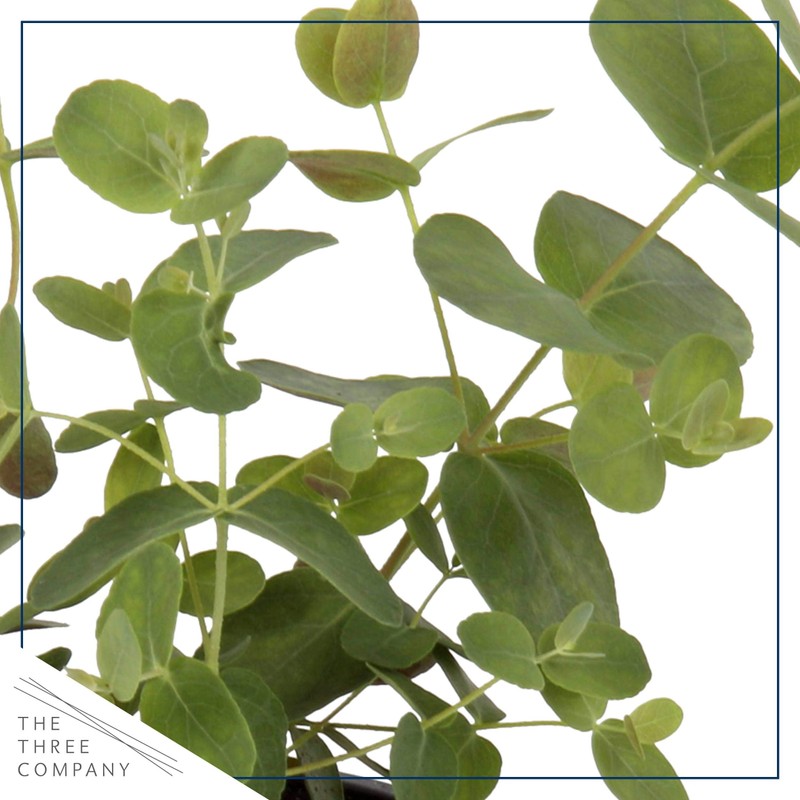 Live Aromatic and Edible Herb - Eucalyptus (4 Per Pack)