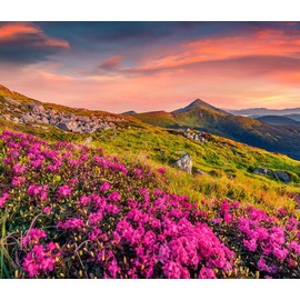 Biggies Window Well and Wall Mural - Floral Sunset (90"x60")