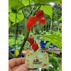 Carolina REAPER Super HOT Pepper Seeds Unique Creek Homestead Certified