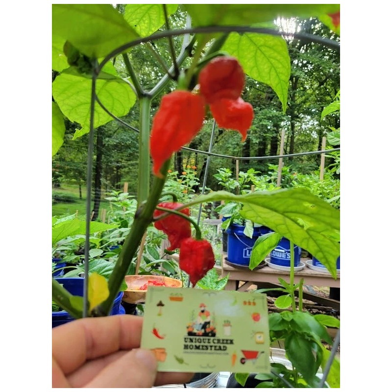 Carolina REAPER Super HOT Pepper Seeds Unique Creek Homestead Certified
