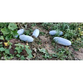 My Seeds 30 Wax Gourd / Ash Gourd Seeds / Bí Đao  for 2025 season . US seller
