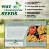 Outsidepride 10 Seeds Annual Primula Common Primrose Primlet Yellow Sunrise