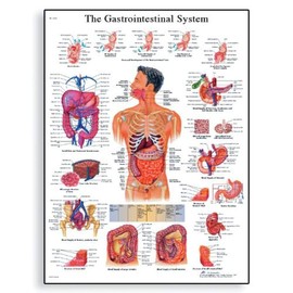 3B Scientific VR3422L Glossy UV Resistant Laminated Paper El Aparato Digestivo Anatomical (The Digestive System Anatomical Chart, Spanish) Poster Size 20" Width x 26" Height