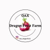 oax dragon fruit farm Mature Cuttings On Dragon Fruit Variety