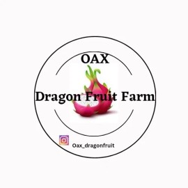oax dragon fruit farm Mature Cuttings On Dragon Fruit Variety “JESELLE”