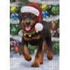 Doggie of The Day Doberman Pinscher Dogs - Trotting in