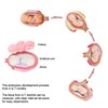 INTBUYING Education Model 8PCS Removable Human Anatomical Embryonic Development Nurse