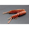 Jackall Worm Wam 60 Grippan/Light Chart