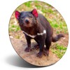 Destination Vinyl ltd Magnet for Refrigerator, Fridge - Cute Tasmanian