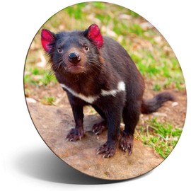 Destination Vinyl ltd Magnet for Refrigerator, Fridge - Cute Tasmanian Devil Animal for Office, Cabinet and Whiteboard, Magnetic Stickers, 2201