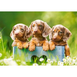 CASTORLAND 500 Piece Jigsaw Puzzles, Cute Dachshunds, Animal puzzle, Dogs, Puppies, Adult Puzzle, Castorland B-53605