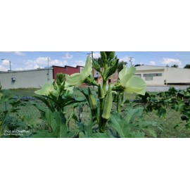 Vegetable-Herb Seeds 50 Okra Seeds / Đậu Bắp  for 2025 season