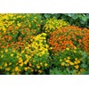RAISE ME UP: Seeds Marigolds Mexican Mix Annual Flowers