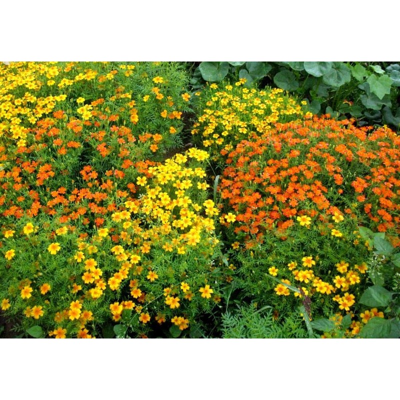 RAISE ME UP: Seeds Marigolds Mexican Mix Annual Flowers