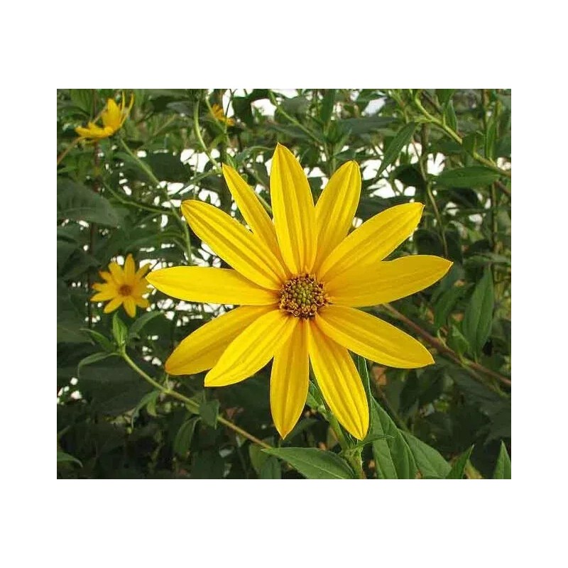 Yumheart Gardens Jerusalem Artichoke - Organic Individual medium Tubers -