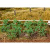 Faller 181259-18 Tomato Plants, Model Railway Accessories, Model Making