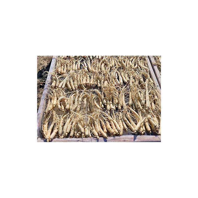 Raw Korean Ginseng 6 Years Root Approx. 6.3 oz (180