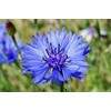 600 Tall Blue Bachelor Button Seeds for Planting Blue Cornflower.