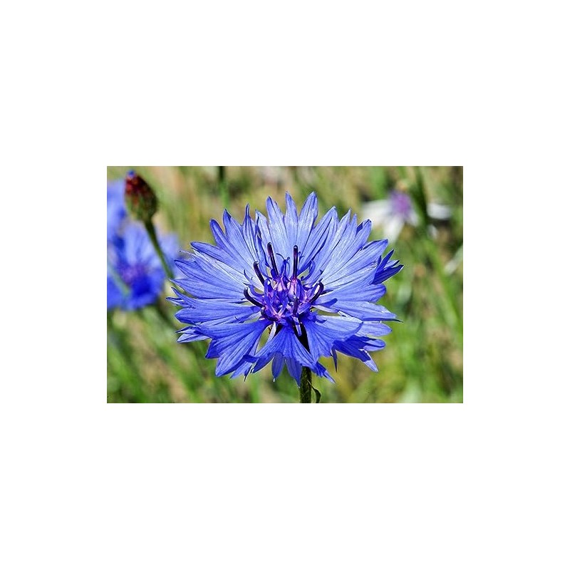 600 Tall Blue Bachelor Button Seeds for Planting Blue Cornflower.